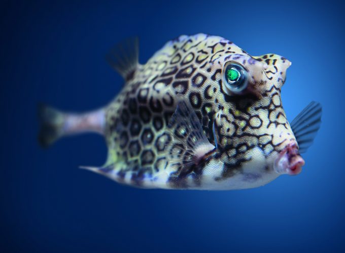 Wallpaper Boxfish, cowfish, Atlantic, Indian, Pacific, ocean, underwater, fish, blue water, diving, tourism, World&295458693